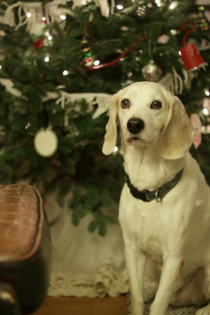 Jake in front of the tree