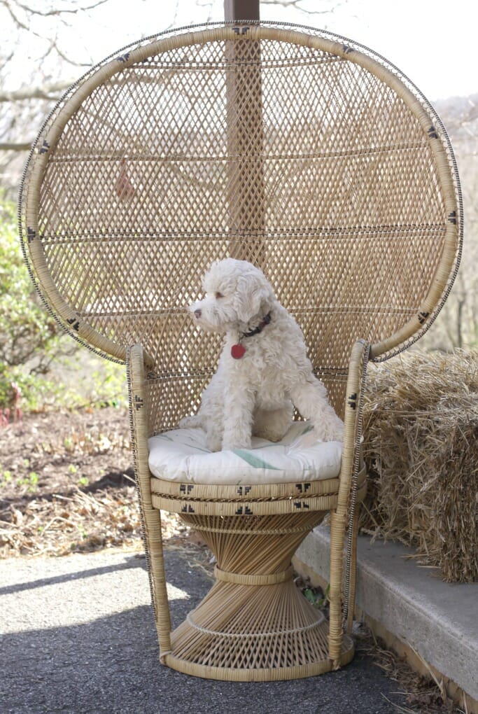 Snowball in Wicker Peacock Chair