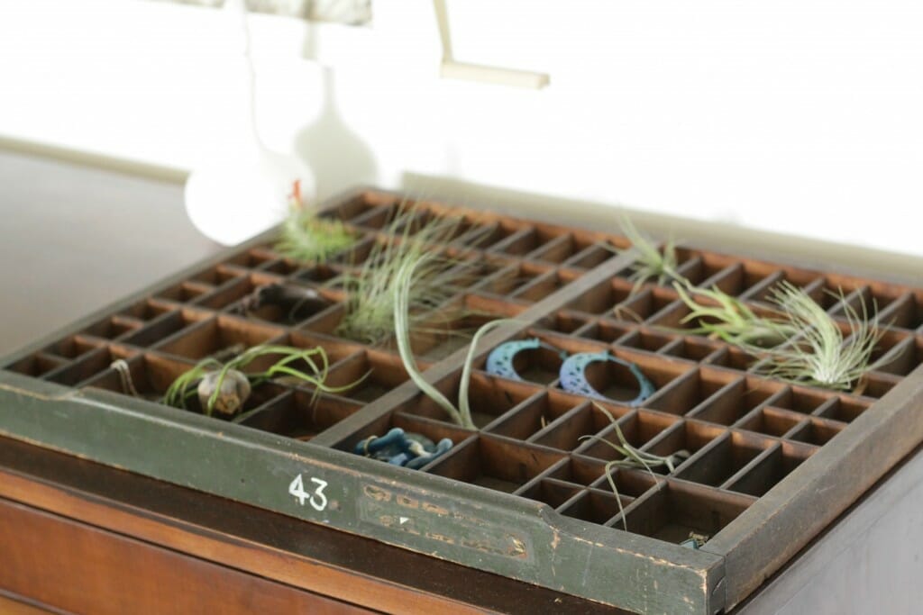 Printers Tray with jewelry and air plants