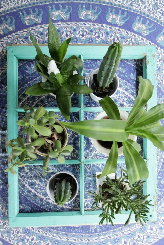 Window on table with plants in spaces