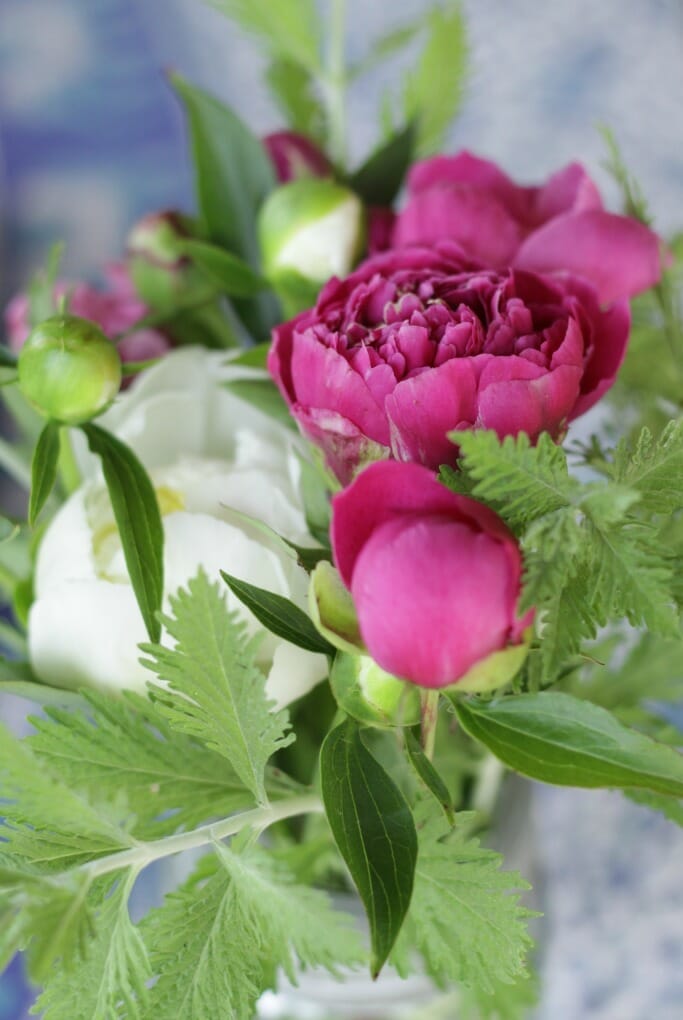 Peonies with Russian Sage