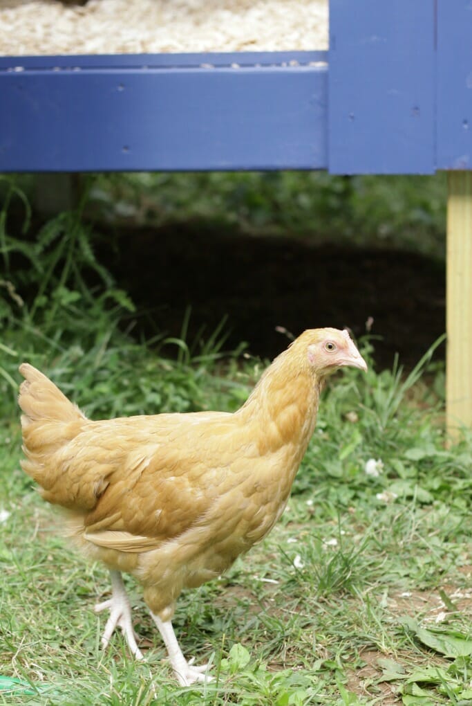 Clucky- Buff Orphington Chicken