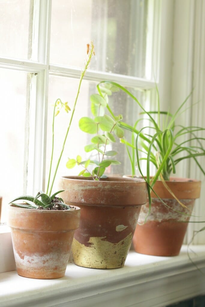 Weathered Terra Cotta Pots & Gold Leaf Pot in window sill
