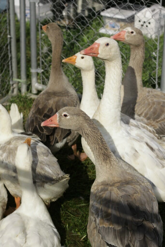 Geese at Poultry Swap