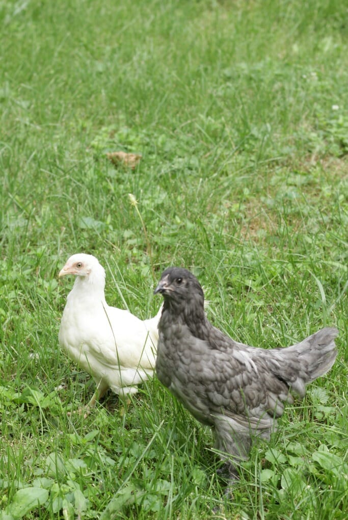 White Americauna Chicken- Sunny; Gray Olive Egger- Donut
