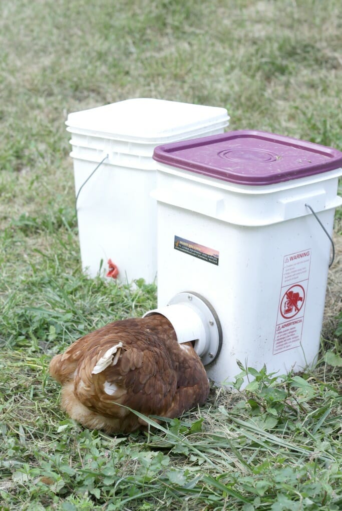 Hen feeding at bucket