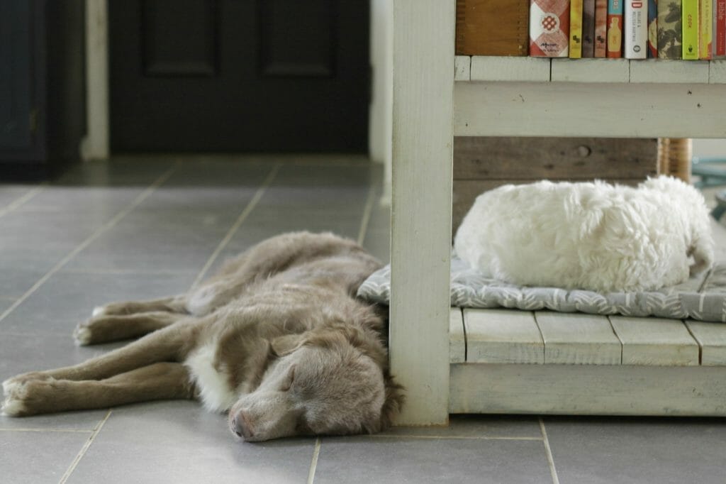 dogs-sleeping-in-kitchen