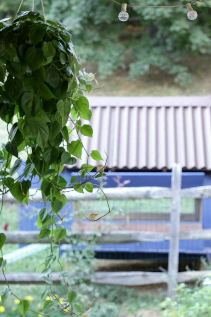 Hanging-Plant-and-chicken-coop