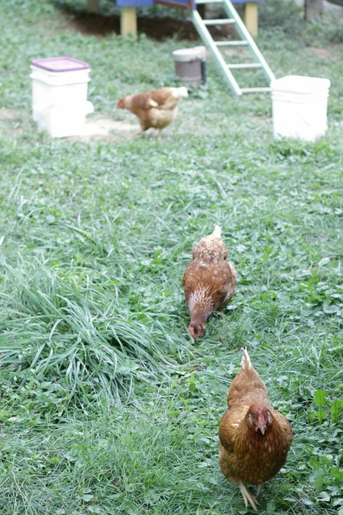 Red-Hens-Backyard