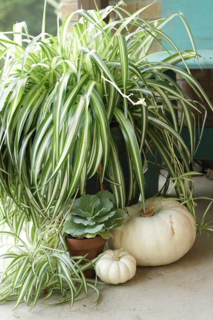 spider-plant-cabbage-pumpkins-fall-porch