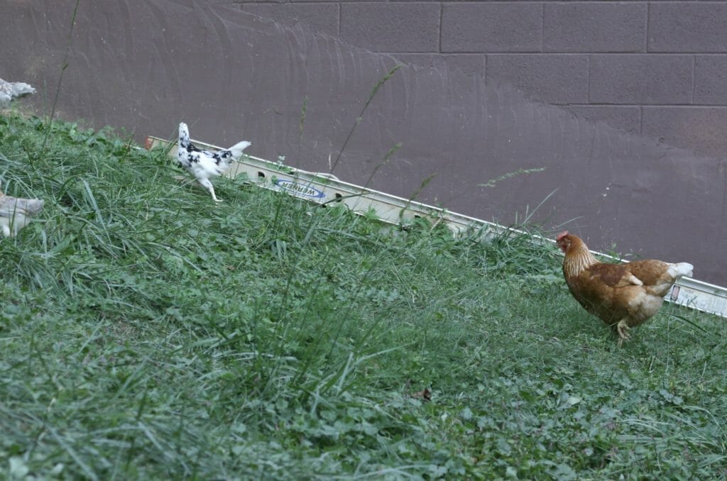 Star-Hen-Chasing-Pullets