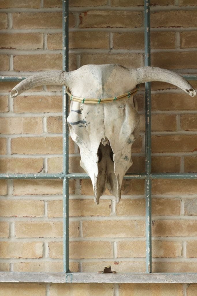 Boho Bull Skull
