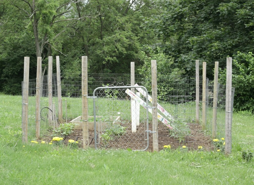 Vegetable garden with vintage gate