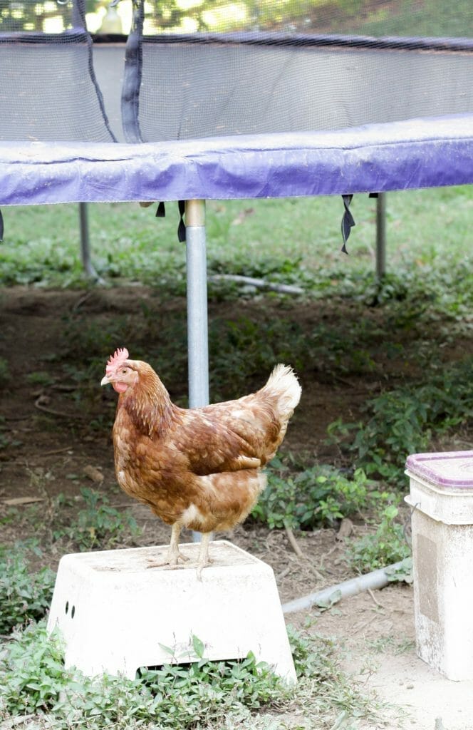 Chicken near trampoline